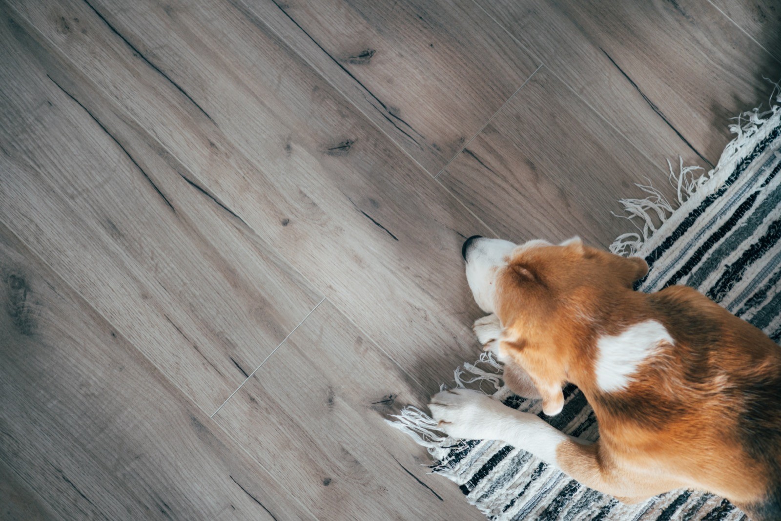 Beagle dog peacefully sleeping on striped mat on Luxury vinyl flooring | Floor Coverings of Winona